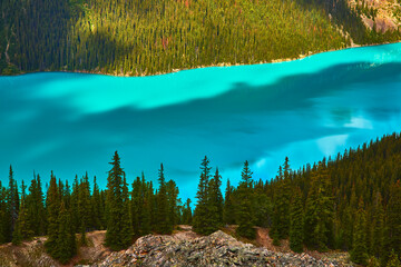Peyto Lake Turquoise Water and Pine Forest in Banff National Park Canada