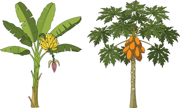 Tropical fruit plants vector showing banana and papaya trees with ripe fruits, botanical farming illustration for agriculture, garden, and food content