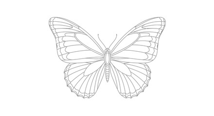 Minimalist butterfly illustration with delicate line work and symmetrical wing patterns perfect