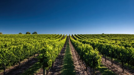 Obraz premium Lush Vineyard Rows Under Clear Blue Sky in Sunny Outdoor Landscape