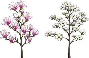 Obraz premium Vector illustration of magnolia tree with pink blossoms beside dogwood tree with white flowers, detailed seasonal floral nature botanical artwork