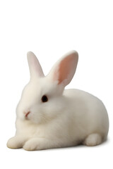 White Rabbit PNG Transparent Background, Cute Bunny Isolated for Easter and Design