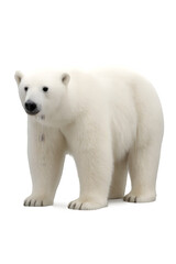 Fototapeta premium Polar Bear PNG Transparent Background, Arctic Animal Isolated for Wildlife and Design Use
