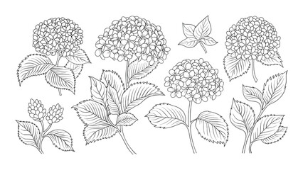Hydrangea flower hand drawn botanical illustration collection detailed floral sketch design isolated on white background