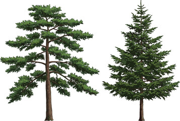 Vector illustration of two coniferous tree species side by side with distinct branching patterns, foliage density, and natural evergreen forest design