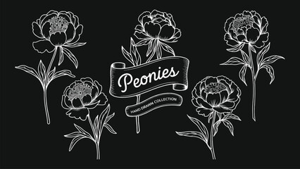 White peony flower hand drawn outline illustration set on black background elegant floral sketch collection for vintage botanical design