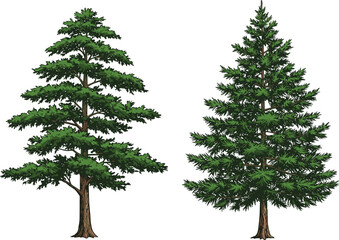 Vector illustration of two coniferous trees side by side, one irregular and sparse, the other symmetrical and dense, highlighting natural diversity