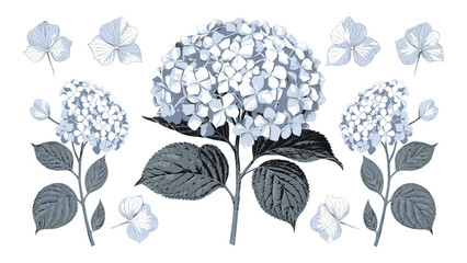 Blue hydrangea flower botanical illustration with leaves and petals detailed vintage floral drawing isolated on white background