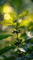 Fresh Coffee Plant with Green Berries and Lush Leaves in Nature