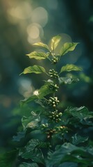Lush Green Coffee Plant with Growing Berries in Soft Lighting