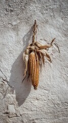 Dried Corn Cob Hanging Against Rustic White Wall Background