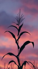Silhouette of Corn Plant Against Vibrant Sunset Sky Colors