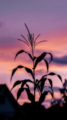 Silhouette of Corn Plant Against Vibrant Sunset Sky Colors