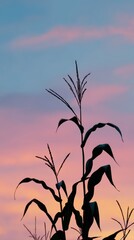 Silhouetted Corn Plants Against Stunning Sunset Sky Colors