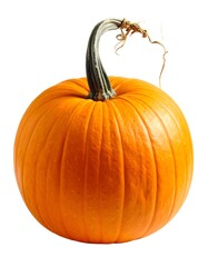 Obraz premium Close-up of ripe, orange gourd against a stark white backdrop
