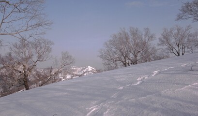 Fototapeta premium Frost in Mt.Otoe 音江山の樹氷