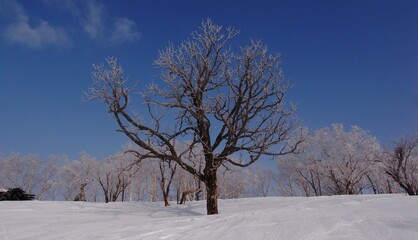 Frost in Mt.Otoe  音江山の樹氷