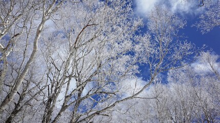 Frost in Mt.Otoe  音江山の樹氷