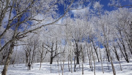 Frost in Mt.Otoe  音江山の樹氷