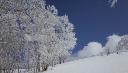 Frost in Mt.Otoe  音江山の樹氷