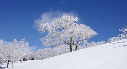 Frost in Mt.Otoe  音江山の樹氷