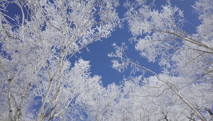 Frost in Mt.Otoe  音江山の樹氷
