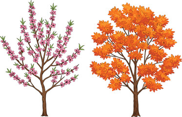 Fototapeta premium Vector illustration of two seasonal trees with pink spring blossoms and orange autumn foliage side by side on white background