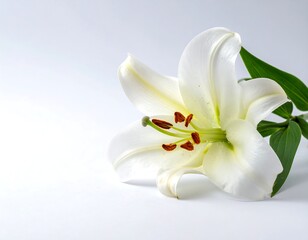 Obraz premium Close-up of a pure white lily with its green leaves on white