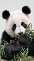 Fototapeta premium Adorable Giant Panda Enjoying Bamboo Snack in Natural Habitat