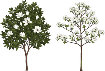 Fototapeta premium Beautiful blooming magnolia and flowering tree illustration with white blossoms, green foliage, seasonal spring nature design for botanical garden landscape art