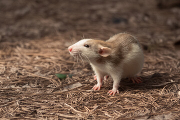 A close-up of a beautiful decorative rat with space for text