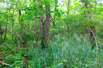 O'Shaughnessy Nature Preserve, Dublin, Ohio