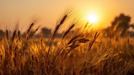 Fototapeta premium Golden Wheat Field Under Sunset Sky with Warm Light Reflection