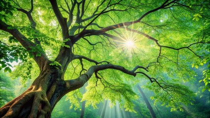 Fototapeta premium Majestic ancient tree canopy bathed in sunlight, vibrant green leaves, sunbeams filtering through branches, serene forest atmosphere, peaceful woodland scene
