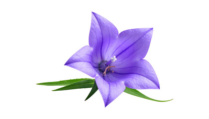 Isolated, vibrant purple flower with delicate petals, a wispy stamen, and green leaves