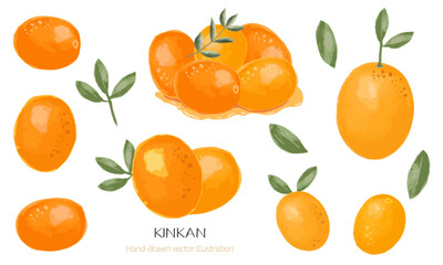 おせちの金柑（甘露煮・フレッシュ）水彩イラストのセット