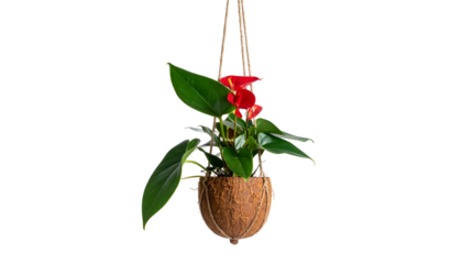 A hanging plant with red blooms and vibrant green leaves in a coconut husk pot against black