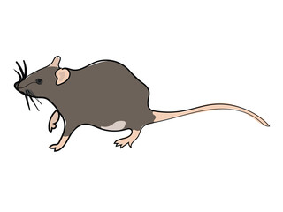 Mouse in continuous line drawing