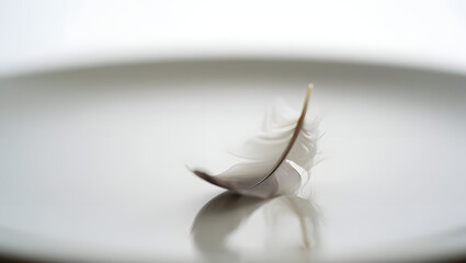 Close-up of a delicate white and brown feather resting on a reflective light surface with a soft, blurred background, highlighting its intricate texture and lightness.