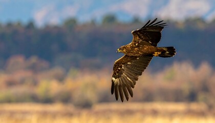 A brown bird of prey soars in mid-flight, against a blurry landscape