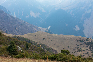 Kazachstan landsape., forest, trees, horse, montain, travel, panorama, nature.