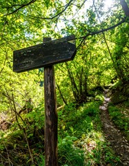 Trail Sign in Lush Forest Directional Arrow on Wooden Post.