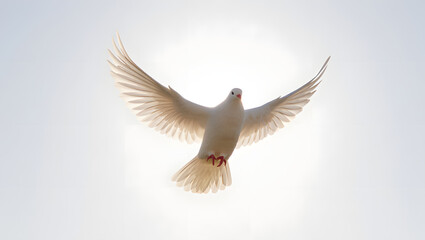 Obraz premium White dove in graceful flight, wings outstretched, against a bright, luminous sky, symbolizing peace.