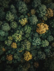 Obraz premium Aerial view of a dense forest with a mix of green and yellow foliage showcasing seasonal change and natural texture