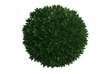 Green bush foliage creating a round shape, top view isolated on transparent background, plant for garden design