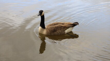 Canada goose（カナダ雁）