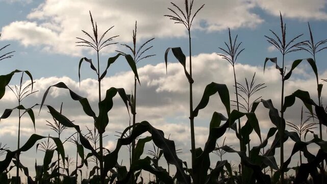 araffes of corn in a field with a cloudy sky