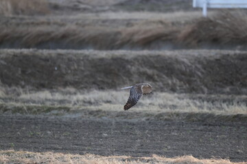 The eastern marsh harrier (Circus spilonotus) is a bird of prey belonging to the marsh harrier group of harriers. This photo was taken in Japan.