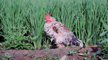 A Free Range Chicken Standing in Rice Paddy Field on Sunny Day