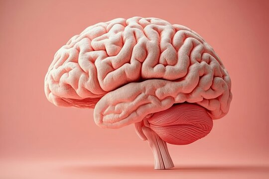 Detailed 3D rendering of a human brain with visible cerebrum, cerebellum, and brainstem in soft pink tones against a matching background - Powered by Adobe